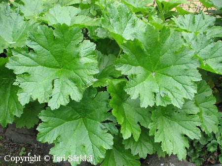  Darmera peltata